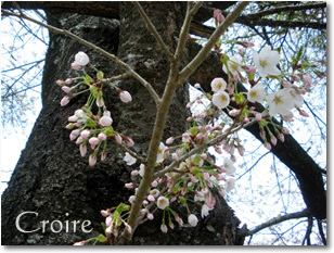 hanami-3.jpg