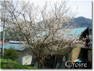 hanami-8.jpg