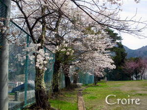 hanami-9.jpg