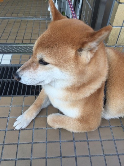 image.jpeg