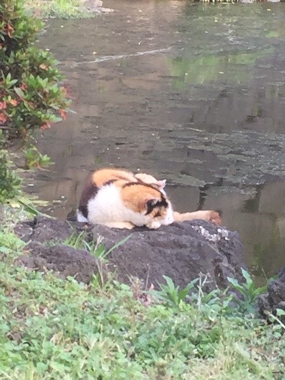 image.jpeg