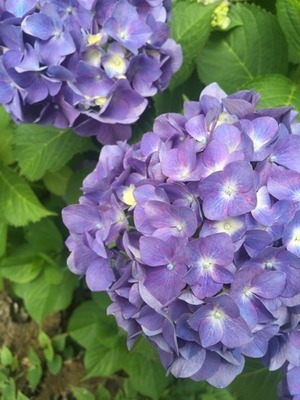 image.jpeg