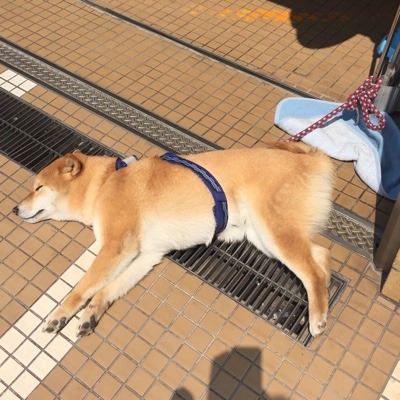 image.jpeg