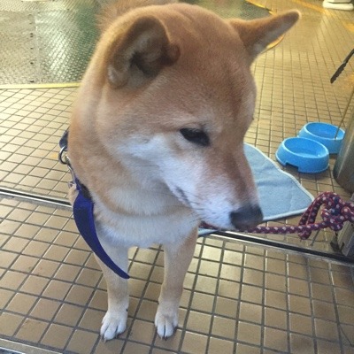 image.jpeg