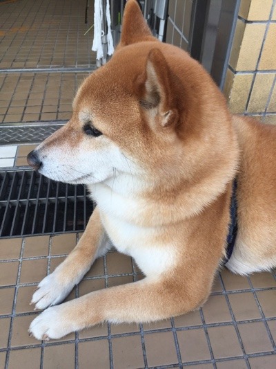 image.jpeg