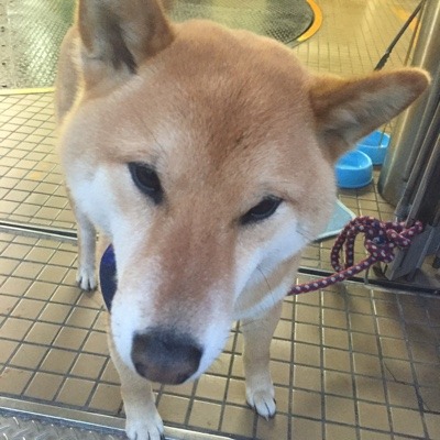 image.jpeg