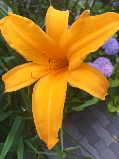 image.jpeg