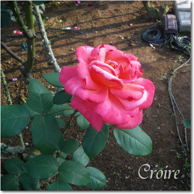 rose-11-cathrinedenyve.jpg