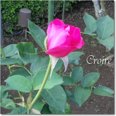 rose-13-koigokoro.jpg