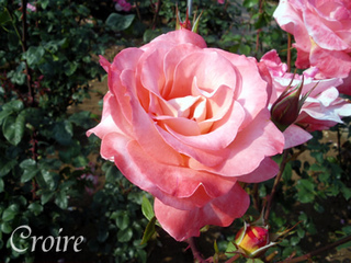 rose-19.jpg