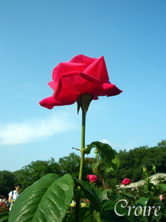 rose-34.jpg