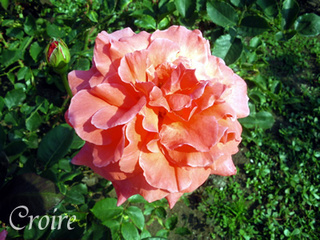 rose-5.jpg